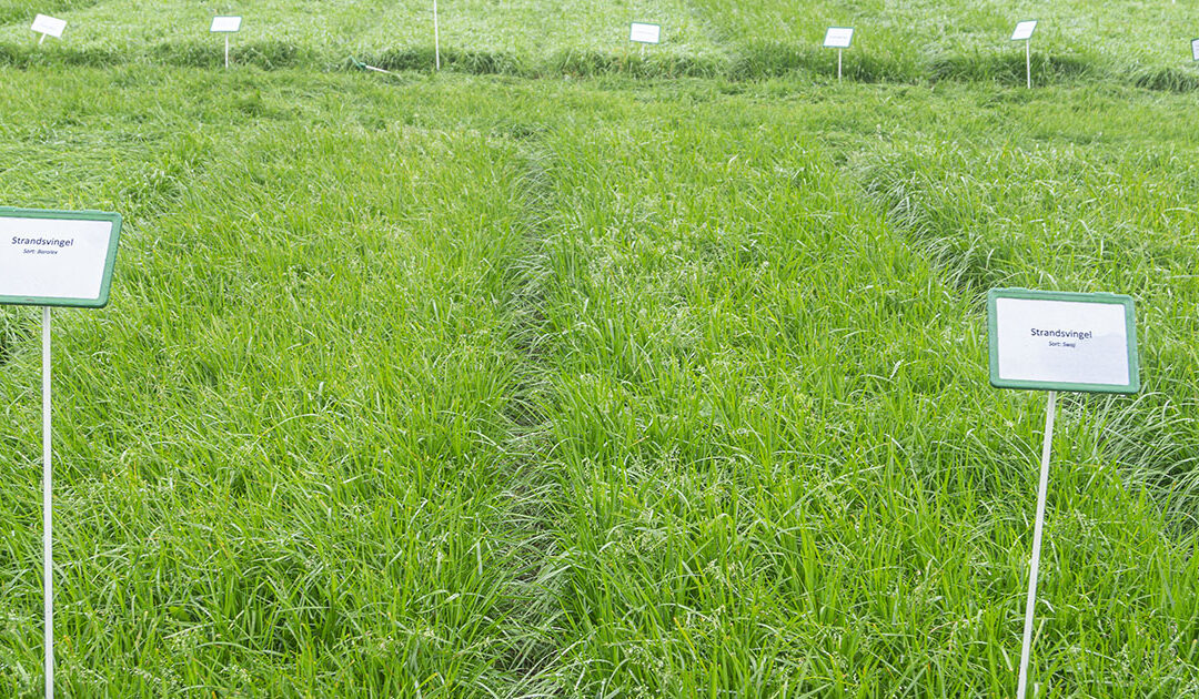 Kor godt trefte du med gjødslinga?