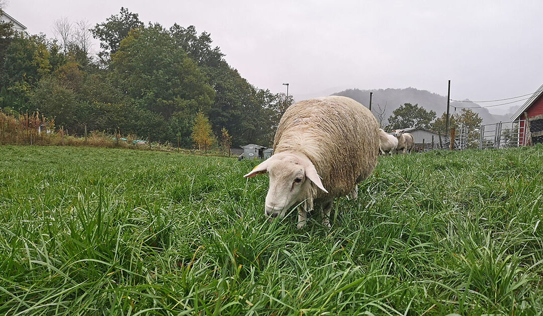 Strandsvingel – kven bør dyrke det?