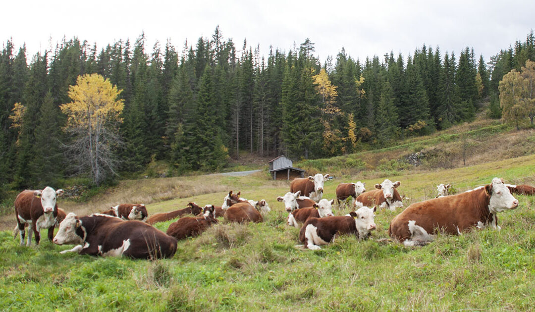 Slik unngår vi at kyr sparker