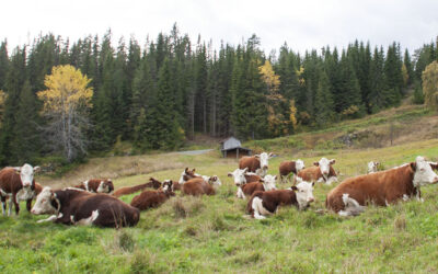 Slik unngår vi at kyr sparker