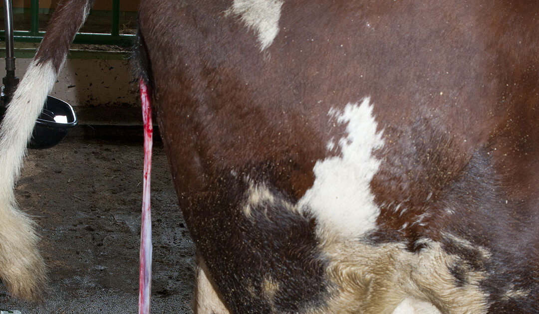 Tilbakehaldt etterburd