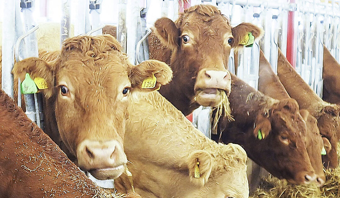 Klar for nytt dyrevelferdsprogram?