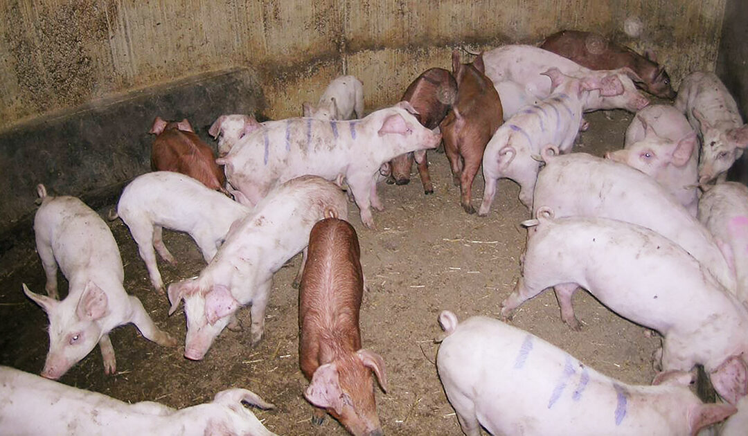 Stikk med store fordelar i svineproduksjon