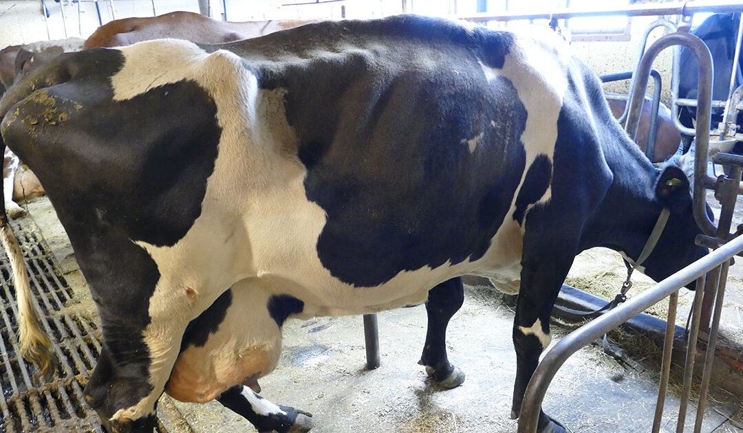 Forfangenheit hjå storfe