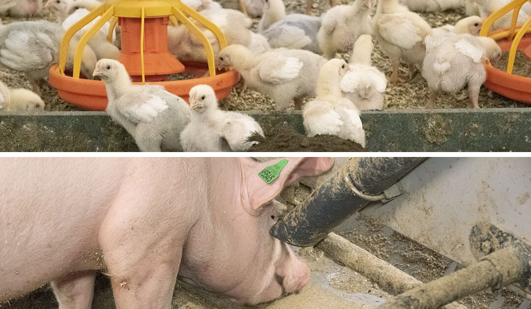 Kraftfôrprisen stig igjen