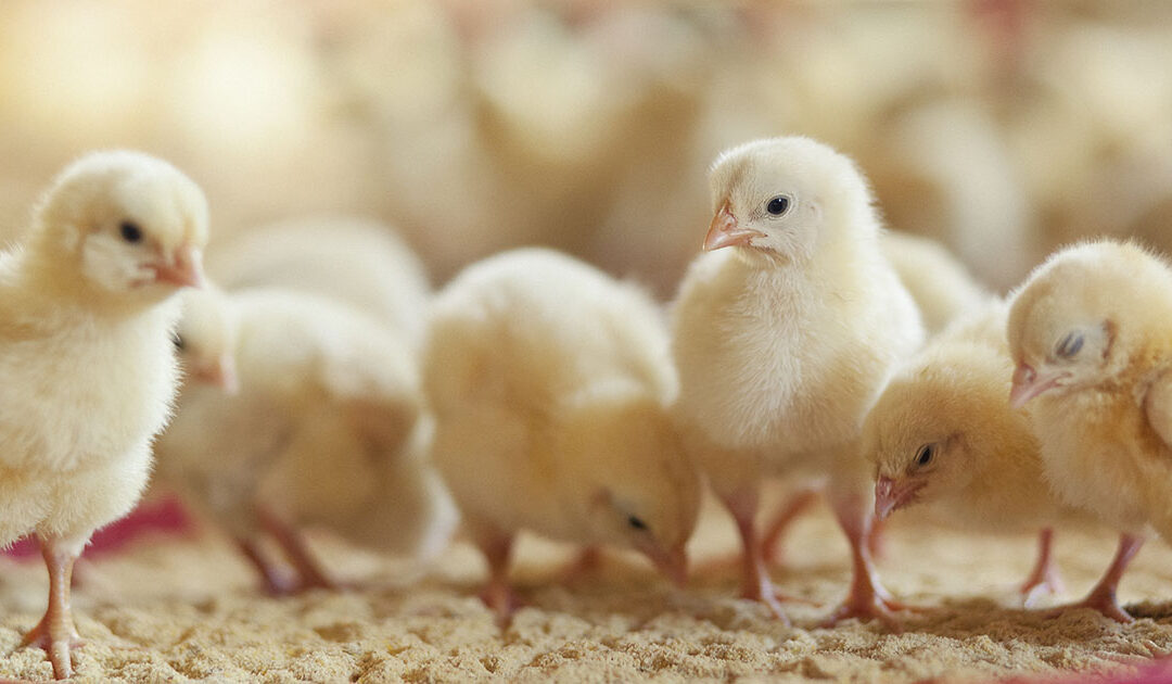 Straumavtalen ikkje nok