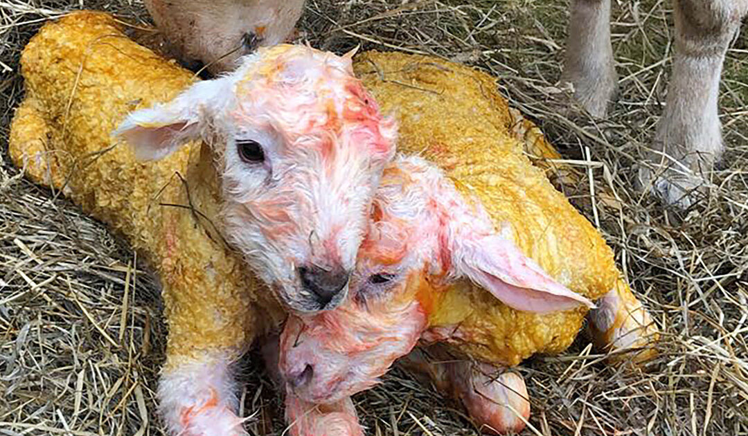 Vondarta katarrfeber