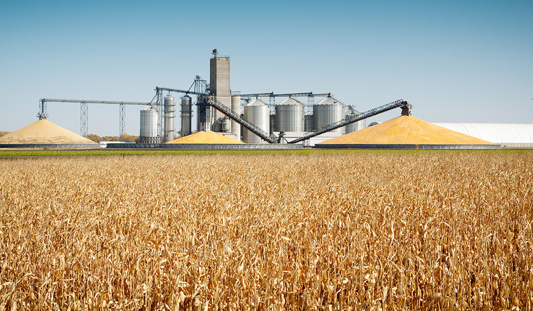 Vil oppheva GMO-forbodet