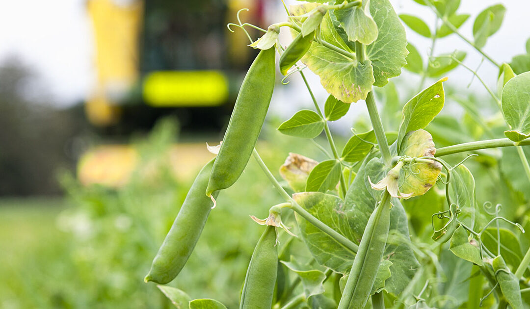 Bruk av fôrerter i gjenlegg