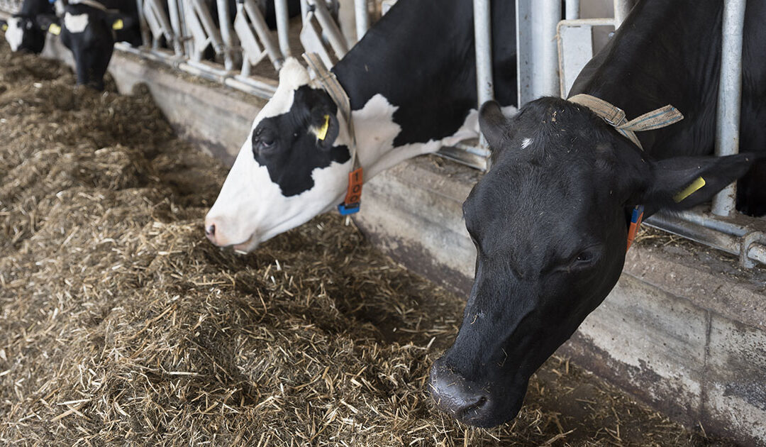 Forebygg mjølkefeber