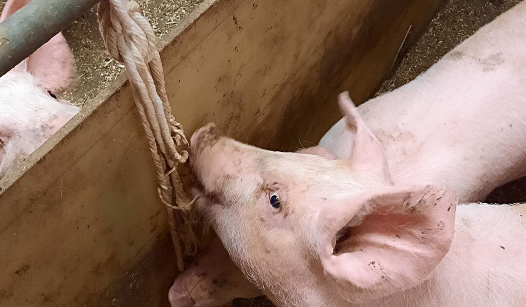 Utfordringer i smågrisavdelingen