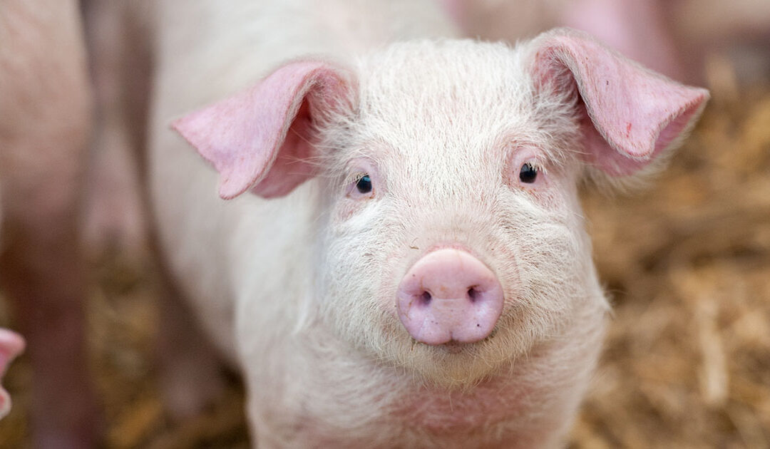 Betre smågris i Rogaland