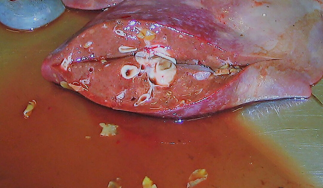 Leverikte – alt handler om sumpdamsneglen!