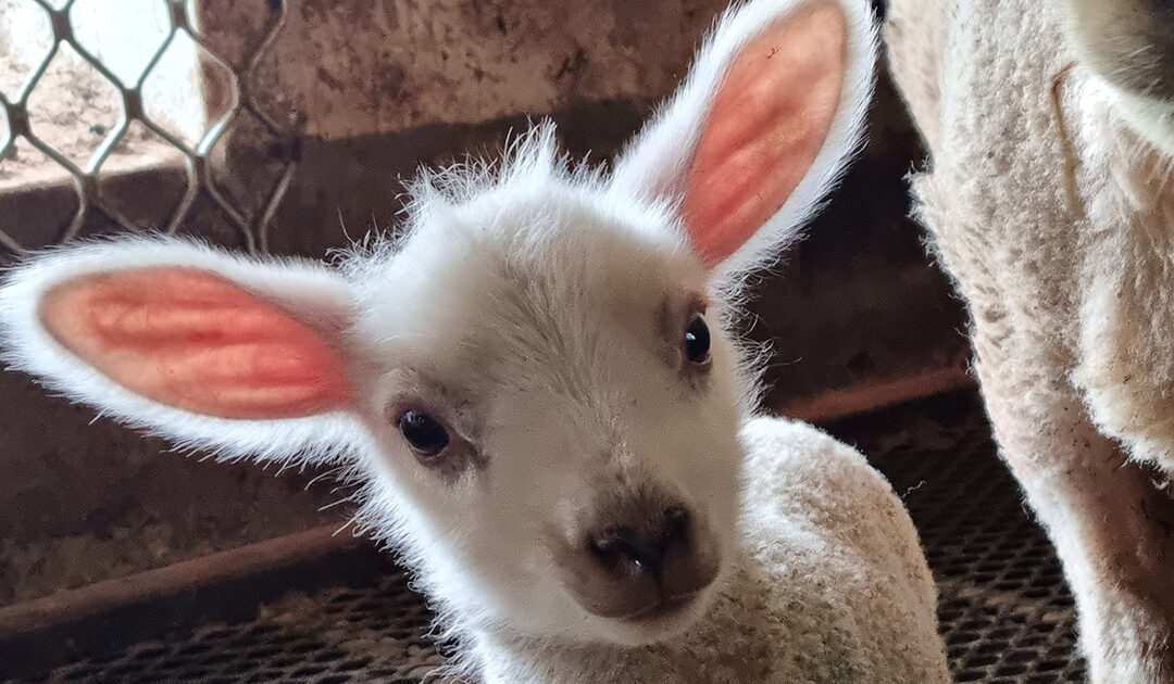 Den tunge, fine tida