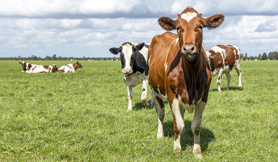 Har du kvigeangst? (Reprise)