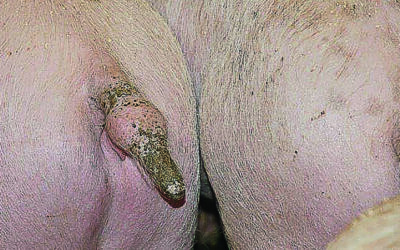 Gris på lykkepiller? (Reprise)