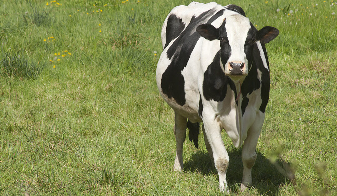 Avl for holdbare kyr