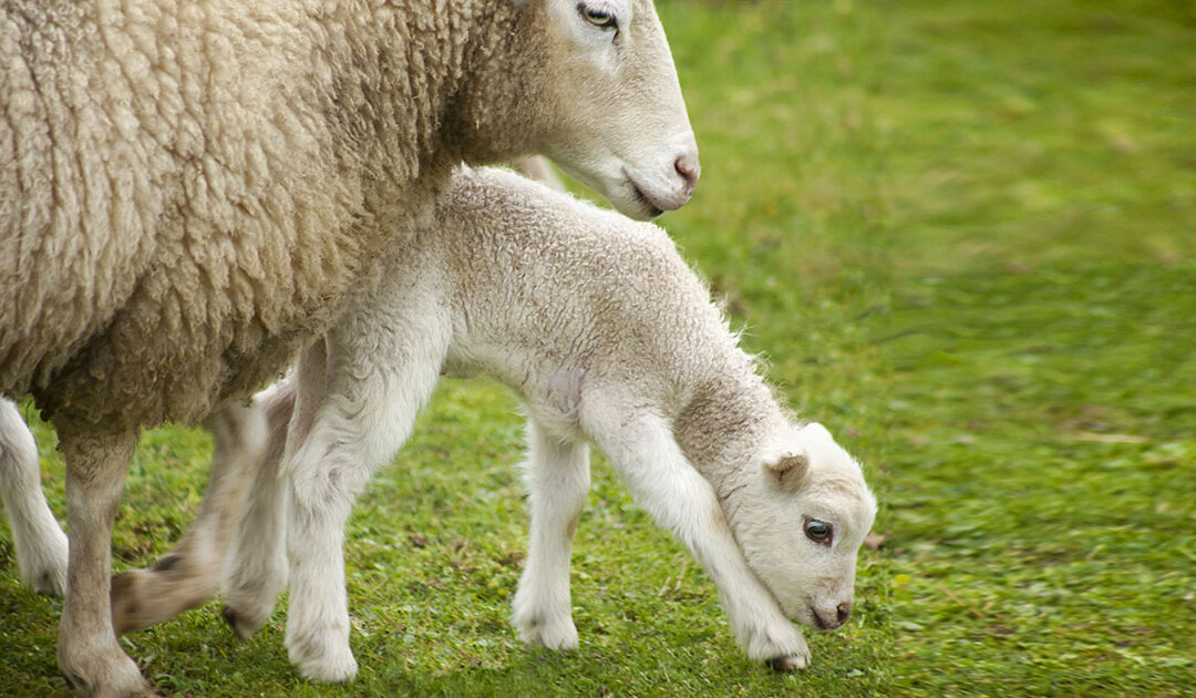Saueavl lønner seg del 2