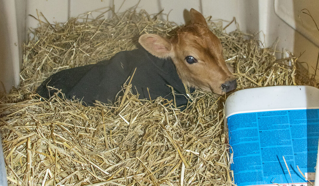 Ta vare på kalven i vinter