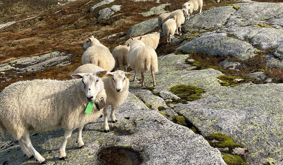 Førebu søya til paring og lamming