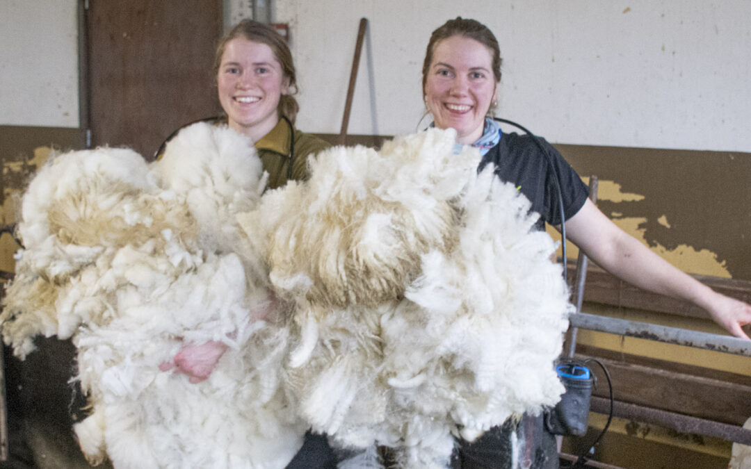 Saueklipping på timeplanen