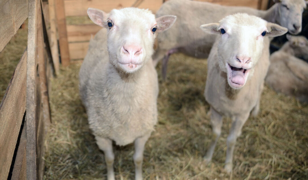 Forebygg med gode fårebygg (REPRISE)