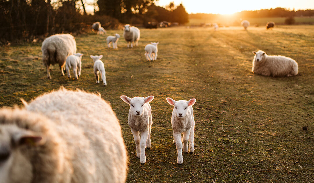 Kopplam – en ressurs