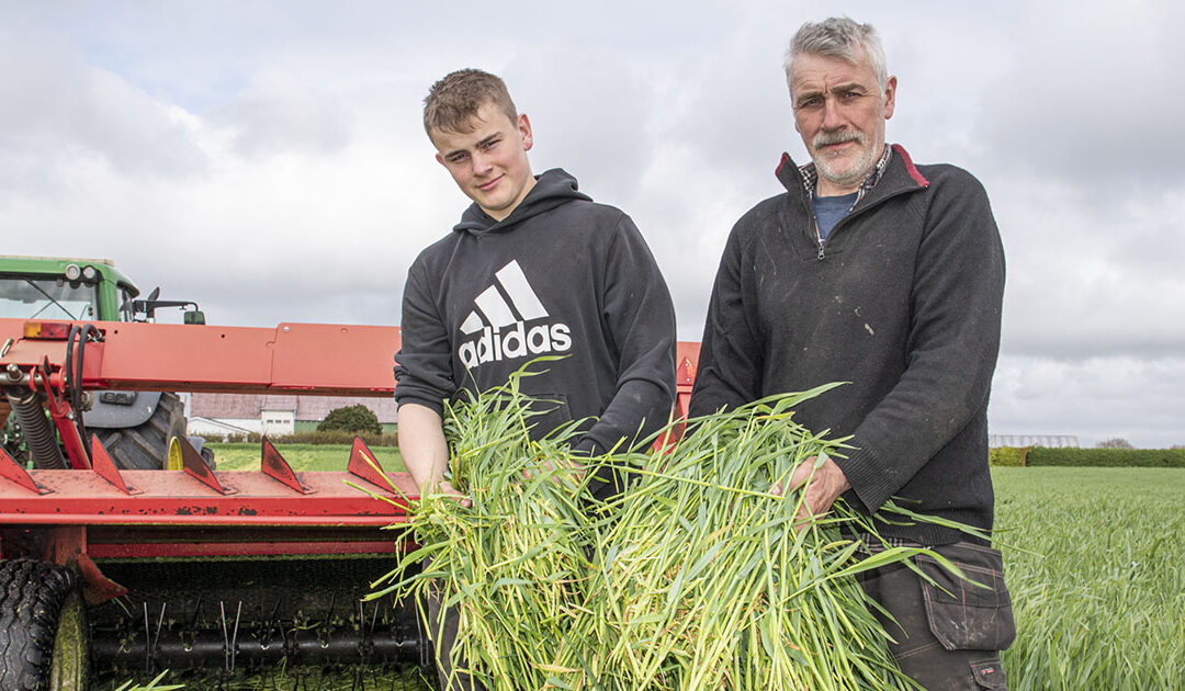 Sår mais etter haustrugen