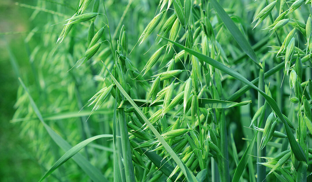 Gjenlegg – med eller uten dekkvekst?