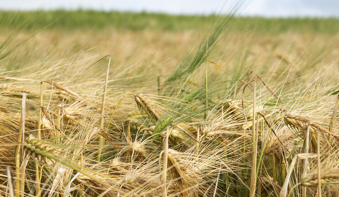 Lik pris og politisk styring er avgjerande for auka sjølvforsyning