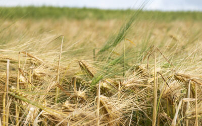 Lik pris og politisk styring er avgjerande for auka sjølvforsyning