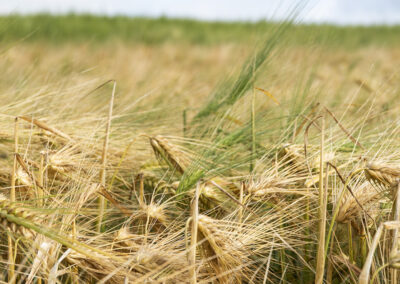 Lik pris og politisk styring er avgjerande for auka sjølvforsyning