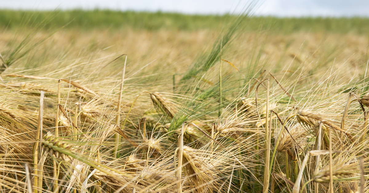 Lik pris og politisk styring er avgjerande for auka sjølvforsyning