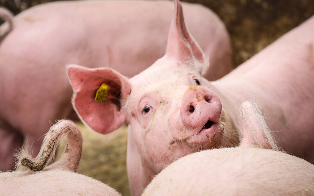 Vil hindre konkurranse om dyrevelferd