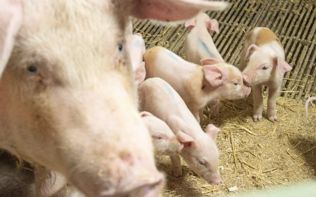 Bøndene må bidra i krevjande svinekjøtmarknad