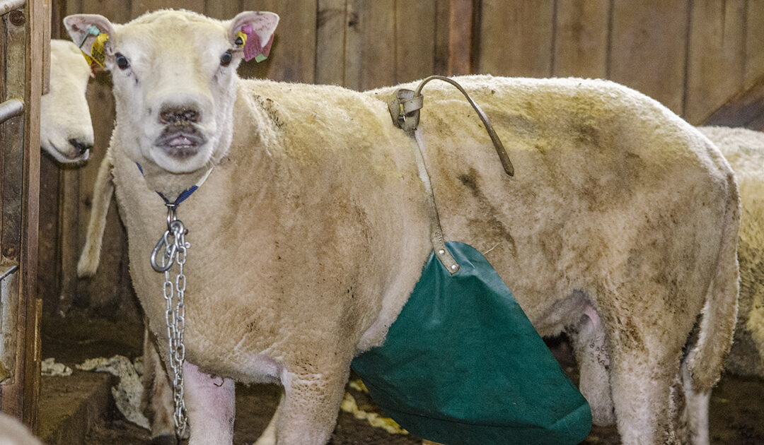 Gjer klart for nye lam