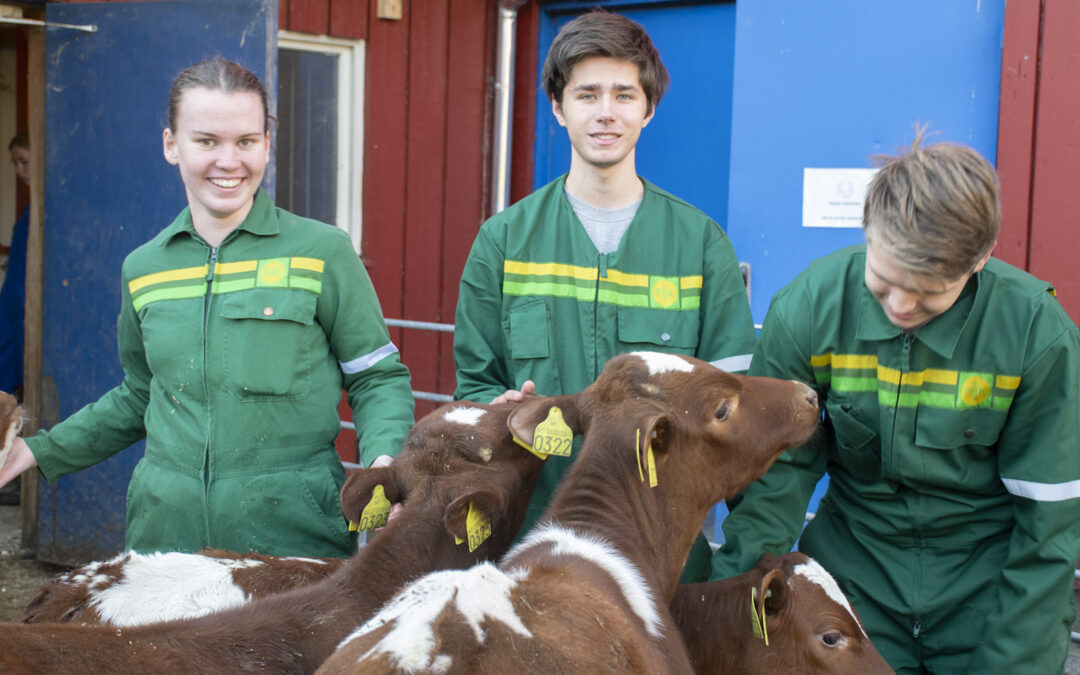 Nyopning og gjenbruk på Stend