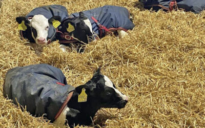 Hold kalven varm i vinterkulda