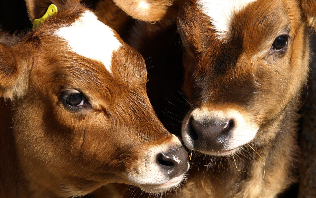 Tvillingfødsel hos storfe