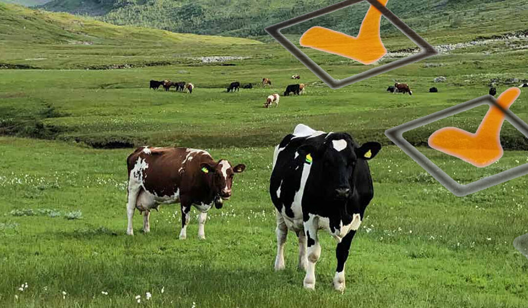 Ynskjeliste frå dyrlegen