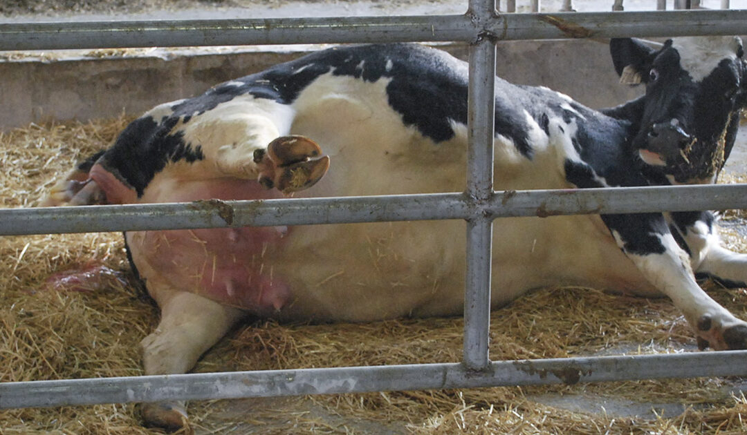 Kalvingssignaler i fem trinn