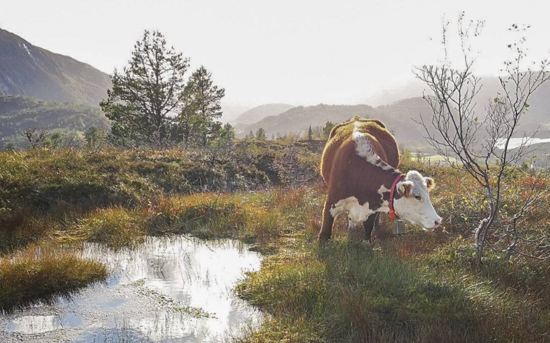 Vinter er hjernesjukdomstid