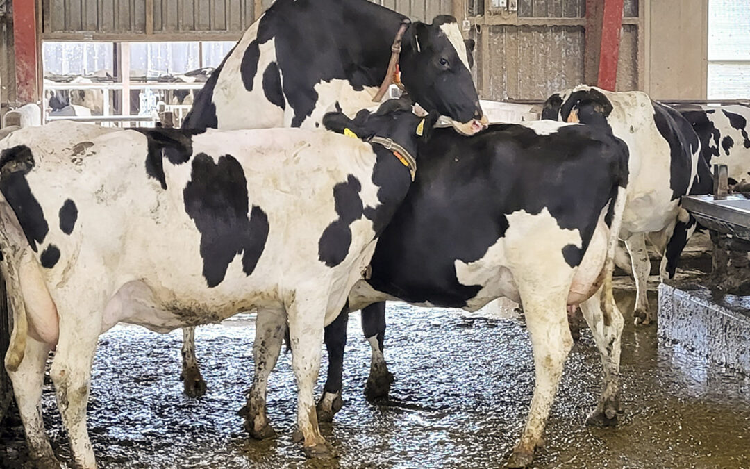 Ser du kuas brunstsignaler?