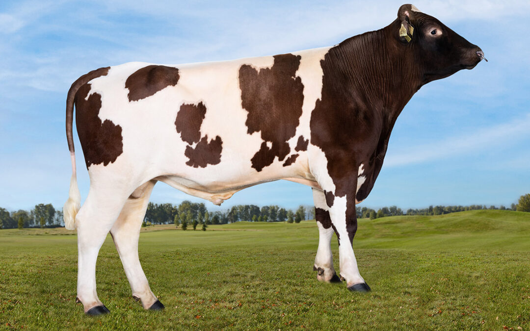 Geno: Muri-P får Avlsstatuetten 2023