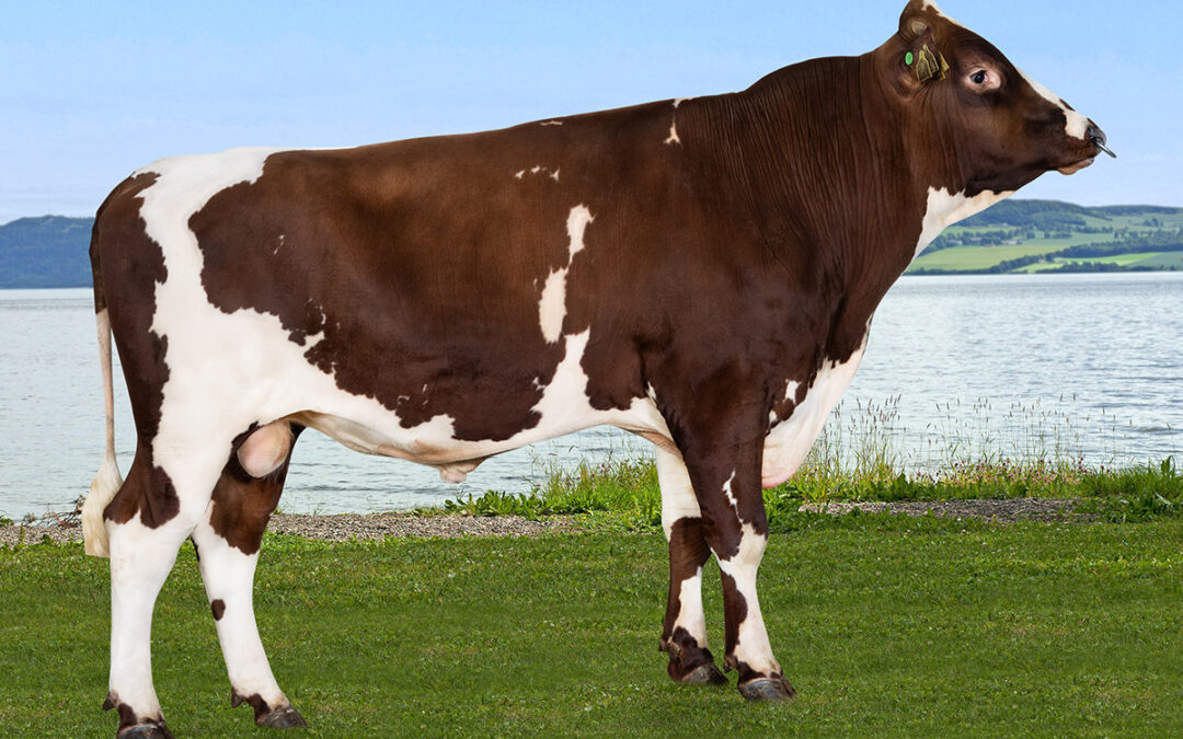 Skretting Ku: To eliteoksar og Kjøtprisen 2023