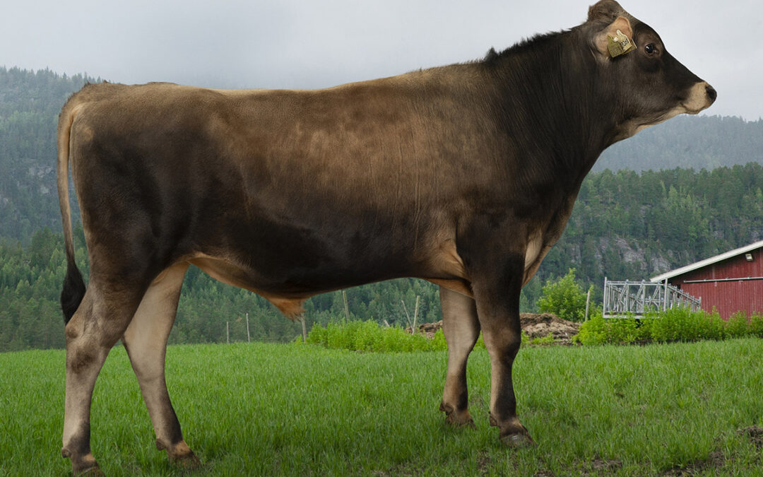 Første norske jerseyokse i Viking