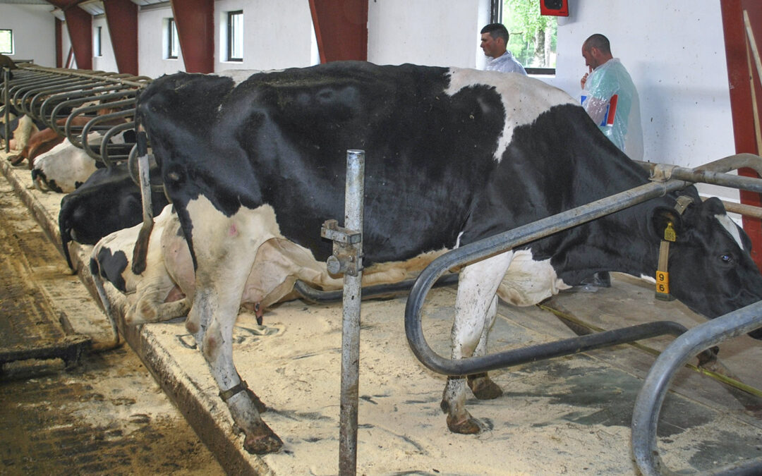 Hvorfor har kyrne skader på beina?