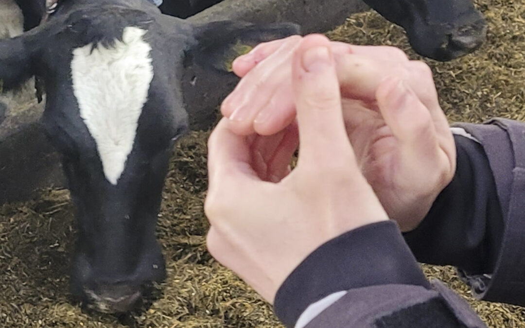 Lager kyrne dine klappsalver i fjøset?