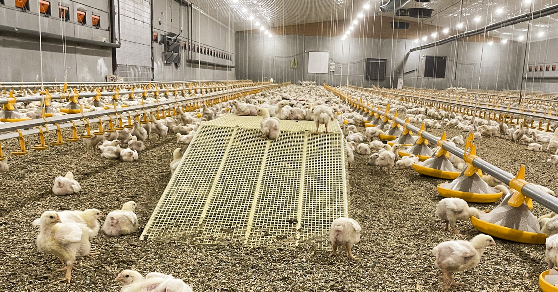 Fornøyde kyllinger: Moderne LED-lys med dagslysspekter gir nye muligheter til å optimalisere lysklimaet i fjørfehusene.