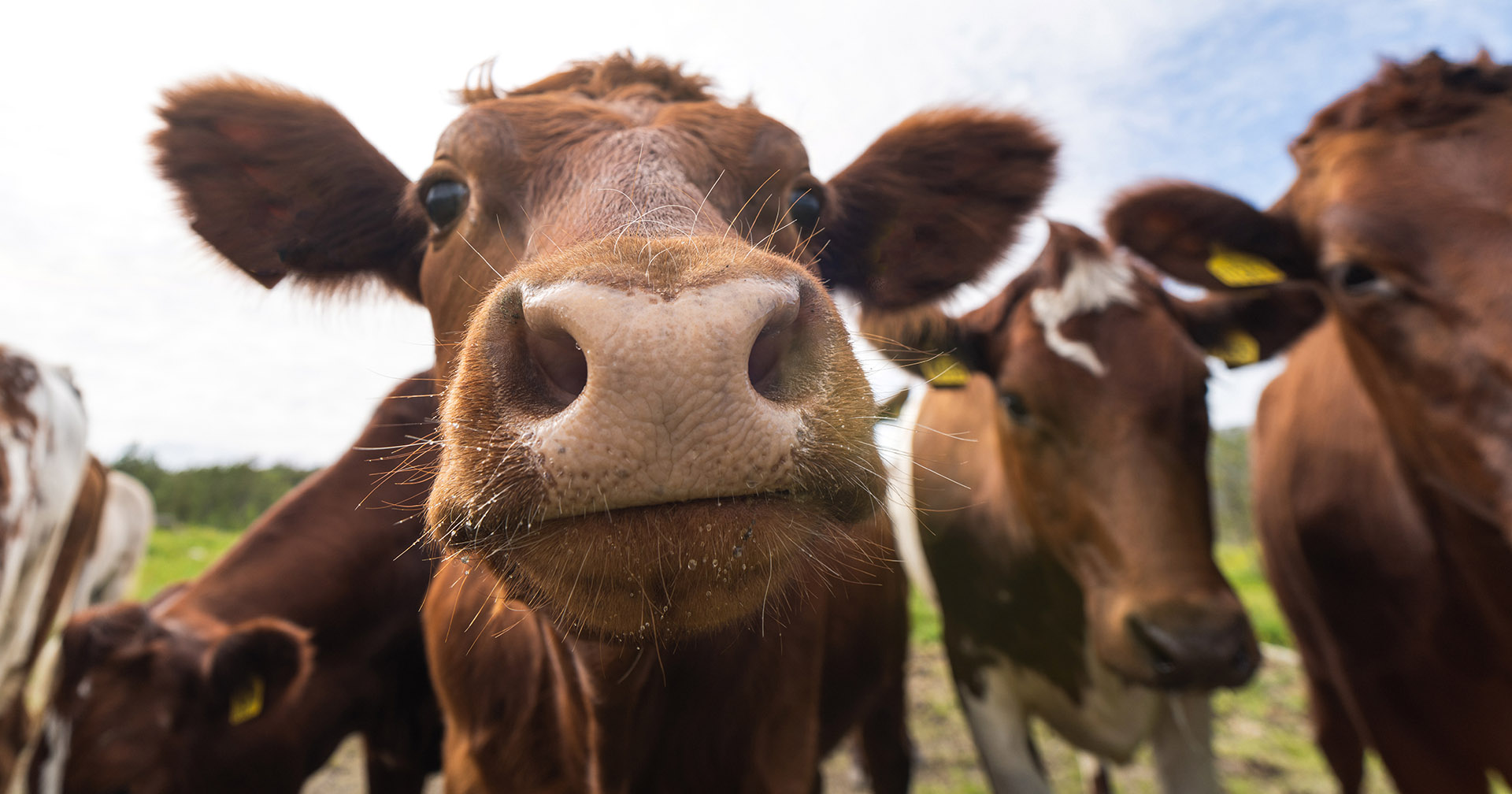 Redigert, eg? Genredigerte husdyr - og planter – blir den største endringa i matproduksjonen i vår tid, trur Sigrid Bratlie. Foto: Istock